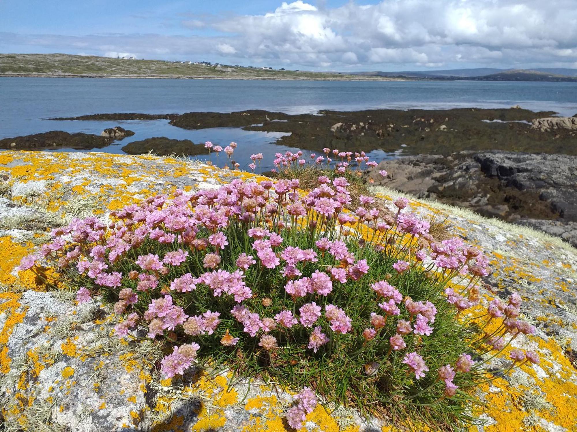 Connemara Lake View Apartment Camus Eighter エクステリア 写真